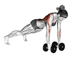 Dumbbell Renegade Row exercise demonstration for Back, and Waist, Dumbbell