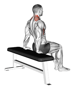 Scapula Dips exercise demonstration for Back, Body weight