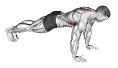 Scapula Push-up exercise demonstration for Chest, Body weight