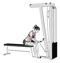 Cable Seated Curl exercise demonstration for Biceps, and Upper Arms, Cable