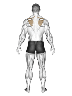 Scapula Elevation Depression exercise demonstration for Back, Body weight