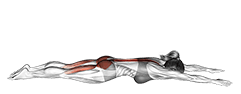 Lying Back Extension exercise demonstration
