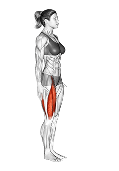 Knee Raise exercise demonstration for Thighs, Body weight