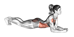 Elbow Push up exercise demonstration for Waist, Body weight