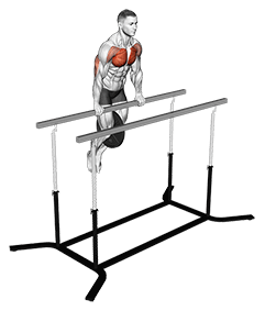 Weighted Straight Bar Dip exercise demonstration for Chest, Weighted