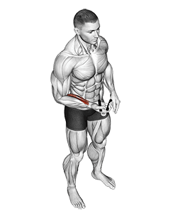 Hand Spring Wrist Curl exercise demonstration