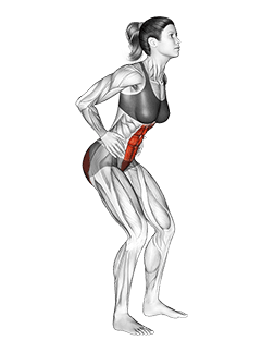 Standing Pelvic Tilt exercise demonstration for Hips, and Waist, Body weight