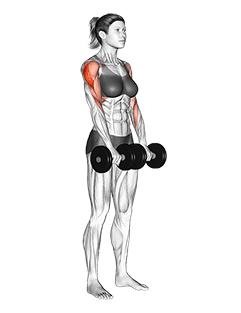 Dumbbell Upright Row exercise demonstration