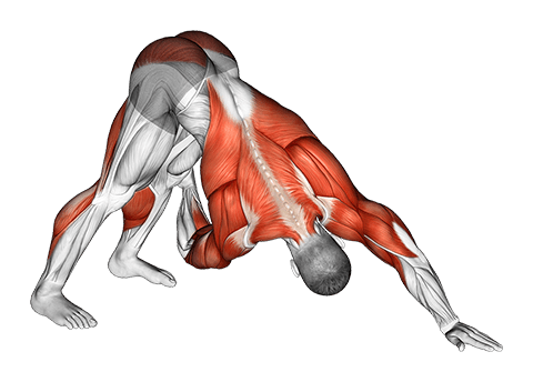 Downward Facing Dog Spine Mobility exercise demonstration for Thighs, Body weight