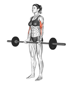 Barbell Curl exercise demonstration for Biceps, and Upper Arms, Barbell
