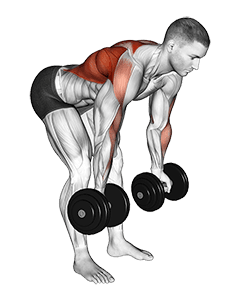 Dumbbell Bent Over Reverse Row exercise demonstration for Back, Dumbbell