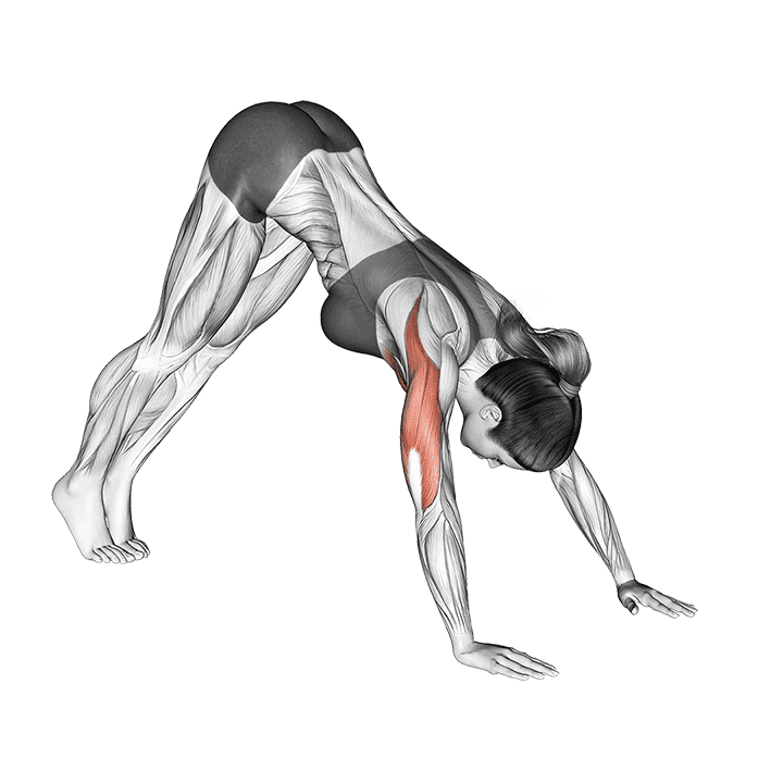 Pike Push-up exercise demonstration for Chest, Body weight