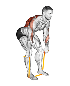 Resistance Band Bent Over Row exercise demonstration for Back, Resistance Band