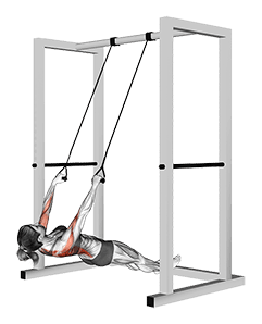 Inverted Row with Straps exercise demonstration