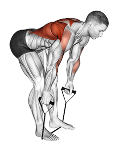 Band Bent Over row exercise demonstration for Back, Band