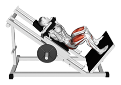 Sled Wide Hack Squat exercise demonstration