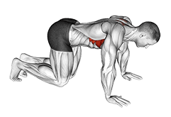 Kneeling Scapular Push-Up exercise demonstration for Back, Body weight