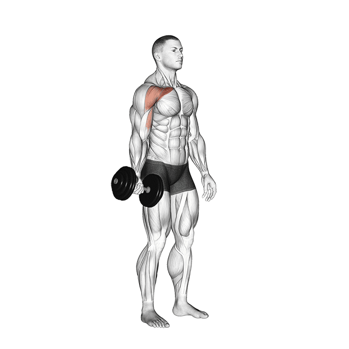 Dumbbell One Arm Low Fly exercise demonstration