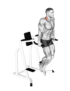 Shrug exercise demonstration for Back, Body weight