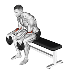 Weighted Seated Supination exercise demonstration for Forearms, Weighted