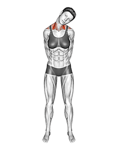 Neck Side Stretch exercise demonstration for Neck, Body weight