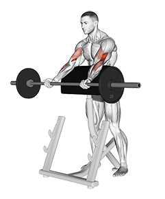Barbell Spider Curl exercise demonstration