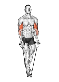 Band Biceps Curl exercise demonstration