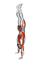 Handstand Walk exercise demonstration