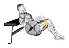 Barbell Resistance Band Hip Thrust exercise demonstration for Hips, Barbell