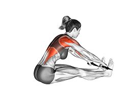 Band Seated Wide Grip Row exercise demonstration for Back, Band