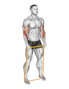 Resistance Band Hammer Curl exercise demonstration
