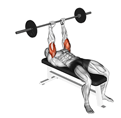 Barbell Lying Triceps Extension exercise demonstration for Triceps, and Upper Arms, Barbell