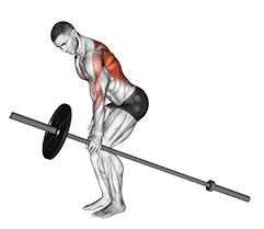 Barbell One Arm Bent over Row exercise demonstration for Back, Barbell