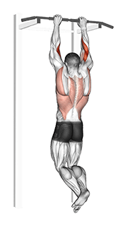 Brachialis Pull-up exercise demonstration for Forearms, Body weight