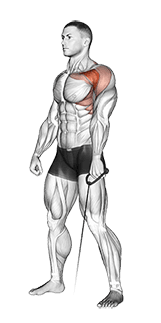 Cable Forward Raise exercise demonstration