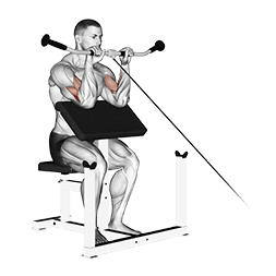 Cable Reverse Preacher Curl exercise demonstration