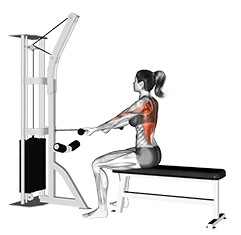 Cable Seated Supine-grip Row exercise demonstration for Back, Cable