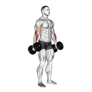Dumbbell Hammer Curl exercise demonstration