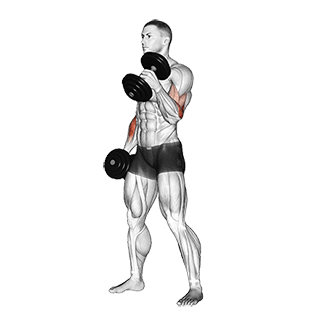 Hammer Curl exercise demonstration