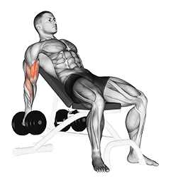 Dumbbell Incline Biceps Curl exercise demonstration for Biceps, and Upper Arms, Dumbbell