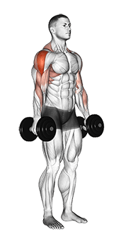 Dumbbell Raise exercise demonstration for Shoulders, Dumbbell