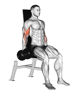 Dumbbell Seated Inner Biceps Curl exercise demonstration