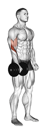 Dumbbell Standing One Arm Reverse Curl exercise demonstration for Forearms, Dumbbell