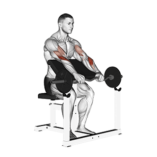 Reverse grip Preacher Curl exercise demonstration for Forearms, EZ Barbell