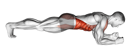 Front Plank exercise demonstration for Waist, Body weight