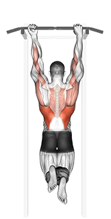 Mixed Grip Chin-up exercise demonstration for Back, Body weight