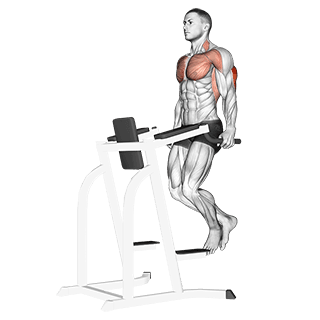 Triceps Dip exercise demonstration for Triceps, and Upper Arms, Body weight