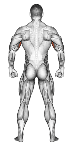 Body muscles. Back view exercise demonstration for Full body, Body weight