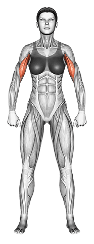Body muscles. Female. Front view exercise demonstration for Full body, Body weight