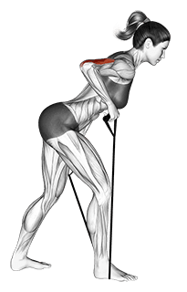 Band kickback exercise demonstration for Triceps, and Upper Arms, Band